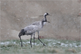 <p>JEŘÁB POPELAVÝ (Grus grus) mladý pták - Lobendava. Na Šluknovsku je pravidelně hnízdícím druhem</p>